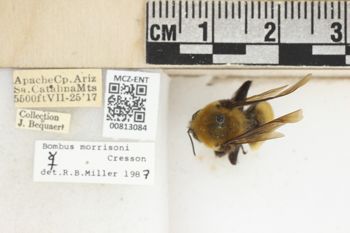 Media type: image;   Entomology 813084 Aspect: labels
